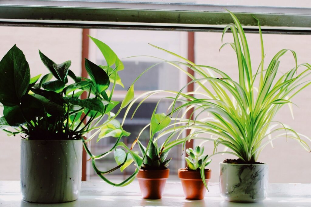 Plantas en macetas junto a una ventana